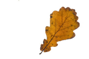 Eichenblatt mit Herbstfärbung, freigestellt