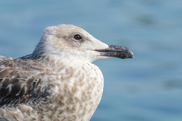Seagull