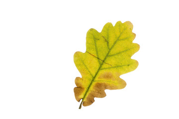Fototapeta premium Eichenblatt mit Herbstfärbung, freigestellt