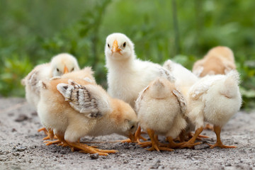 Baby chickens water drinking on dish.
