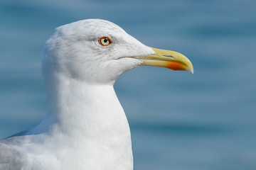 Seagull