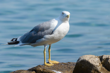 Seagull