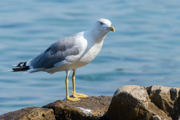 Seagull