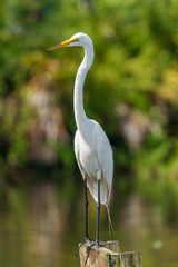 Potrait of the Great egret (Ardea alba).