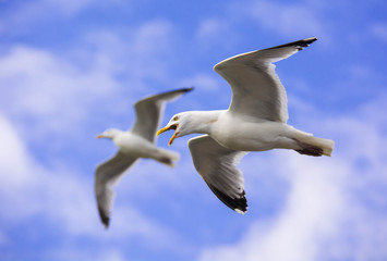 Fototapeta na wymiar Gulls in flight