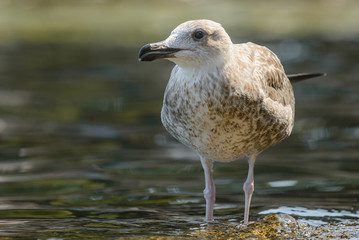 Seagull