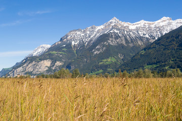 Canton Uri. Autumn landscape of central Switzerland. Yellow field in the foreground. Snow-covered mountains Alps in the background.