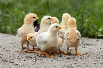 Baby chicken in poultry farm.