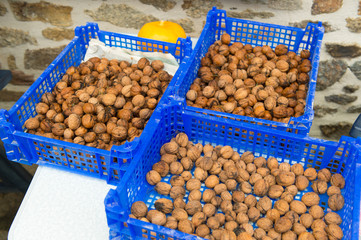 Fresh walnuts in crates