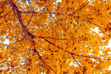 view from bottom of trees with yellow and brown leaves with autumn color on sun light