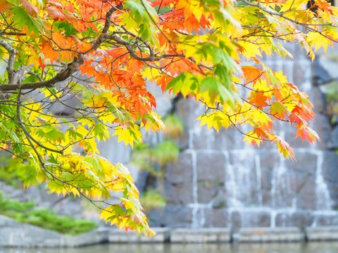 「初秋」の写真素材 | 31,309件の無料イラスト画像 | Adobe Stock