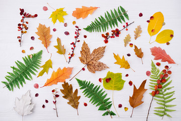 Autumn composition of colorful leaves on white wooden background. Top view, flat lay, copy space. Thanksgiving day concept.