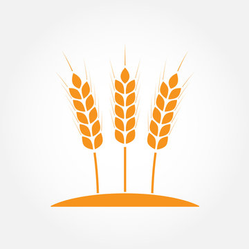 Wheat ears or rice icon. Agricultural and crop symbols isolated on white background. Design element for bread packaging or beer label. Colorful vector illustration.