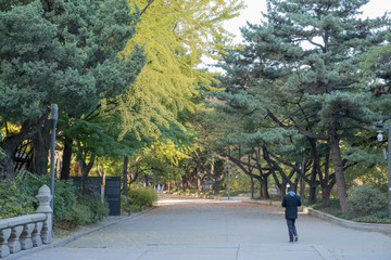 Nov2 6, 2016 At Deoksugung ,  Seoul , Korea