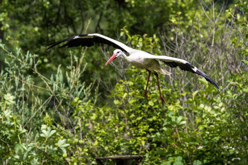 Weißstorch im Flug - Ciconia ciconia