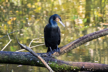 Kormoran - Phalacrocorax carbo