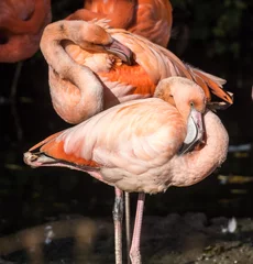 Fotobehang Flamingo - Phoenicopterus ruber © rudiernst