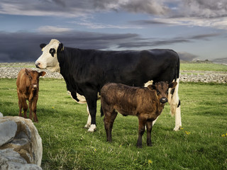 Cow and her calf in a green field.