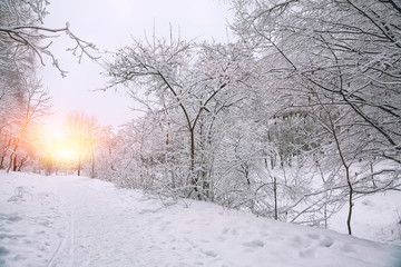 Snow-covered trees in the city park
