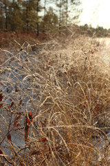 first frost, frost, grass, lake