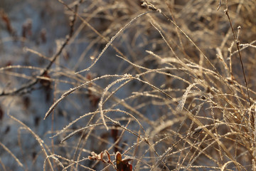 first frost, frost, grass, lake