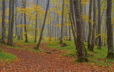 Forest in autumn