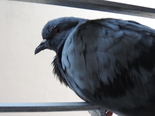 A pigeon eye!!!