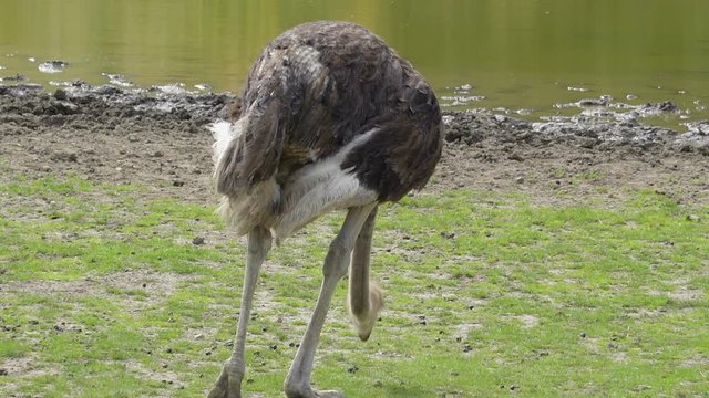A long legged ostrich getting foods on the ground ostrichs have long legs and long necks found in the farms