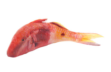 Obraz premium Colorful red mullet fish isolated on white background