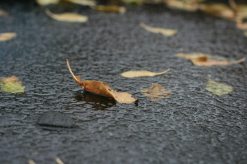 Осенние листья во льду