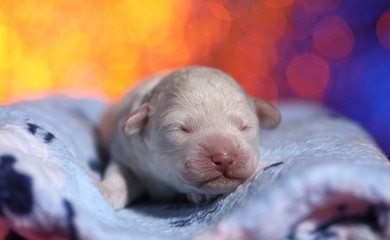 Сладкий сон щенка