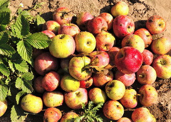 Apples scattered on the ground.