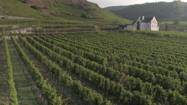 Vineyards and a Chateaux