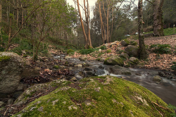 Obraz premium Healthy forest river