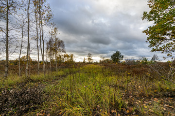 forest in autumn