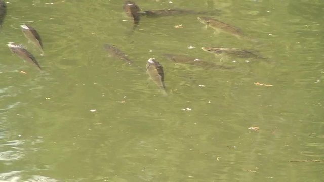 Eine Schar Brachsen schwimmt im Teich