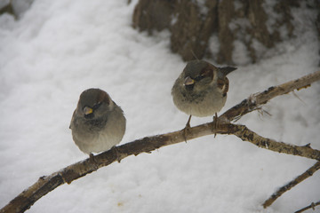 Воробьи на ветке на воне снега