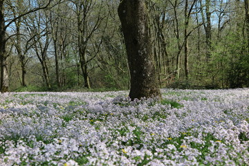 花畑
イギリスの田舎を走っていると、突然林の中に小さな白い花畑が木の周りに。　春です。