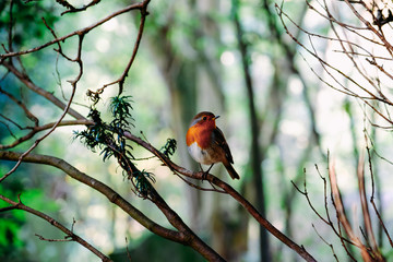 Robin on a branch