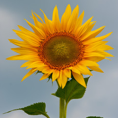 Fototapeta premium blooming sunflowers