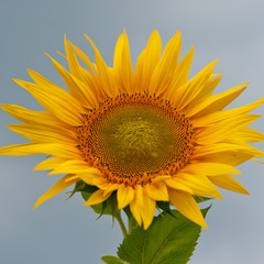 Naklejka premium blooming sunflowers