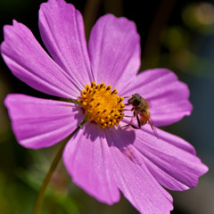 blooming pink decorative flower