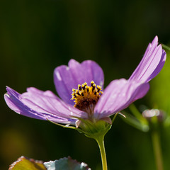 blooming pink decorative flower