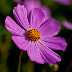 Obraz premium blooming pink decorative flower