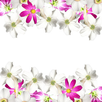 Beautiful floral background of white daffodils and pink cosmo 