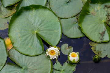 Lilys and Large Lily Pad