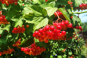 red viburnum bunches on the tree in the garden