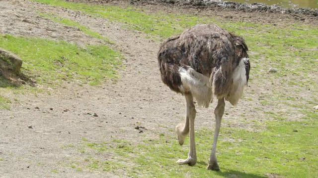 Big ostrich picking some foods on the ground. The ostrich or common ostrich is either one or two species of large flightless birds native to Africa  