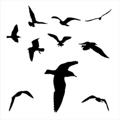  set - seagull silhouette on white background collection