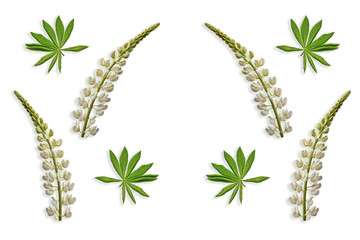 lupines beautiful flowers on a white background
